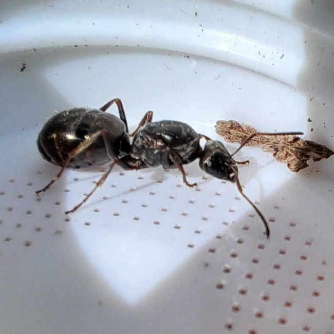 Flight image for Formica fusca on 19 Jul 2025