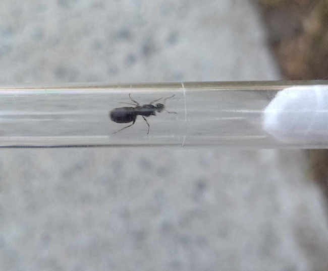 Flight image for Lasius niger group on 18 Aug 2025