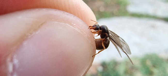 Flight image for Lasius flavus on 14 Aug 2025