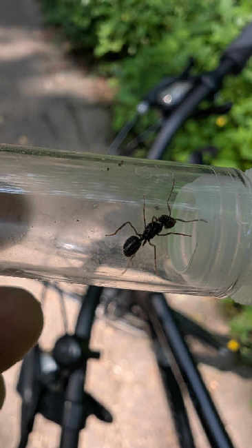 Flight image for Lasius fuliginosus on 9 Aug 2025