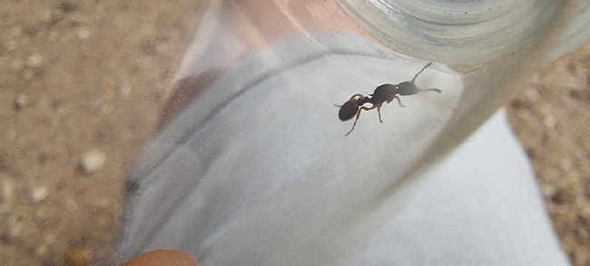 Flight image for Myrmica cf. sabuleti on 19 Jul 2025