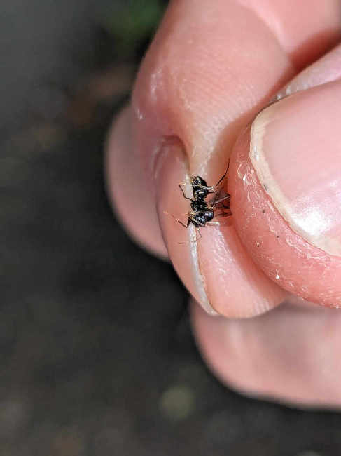Flight image for Lasius fuliginosus on 23 May 2025