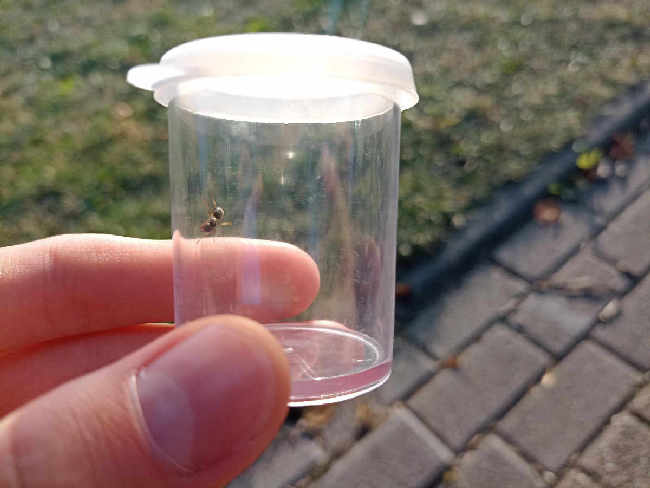 Flight image for Chthonolasius on 12 Aug 2025