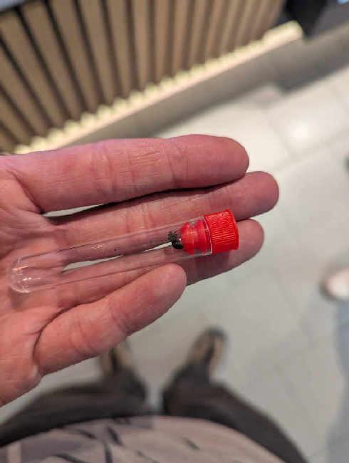 Flight image for Lasius niger group on 1 Jul 2025