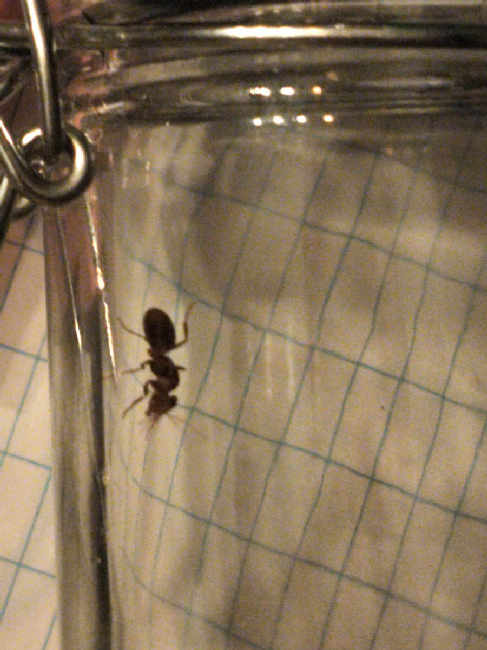 Flight image for Lasius umbratus group on 21 Jun 2025