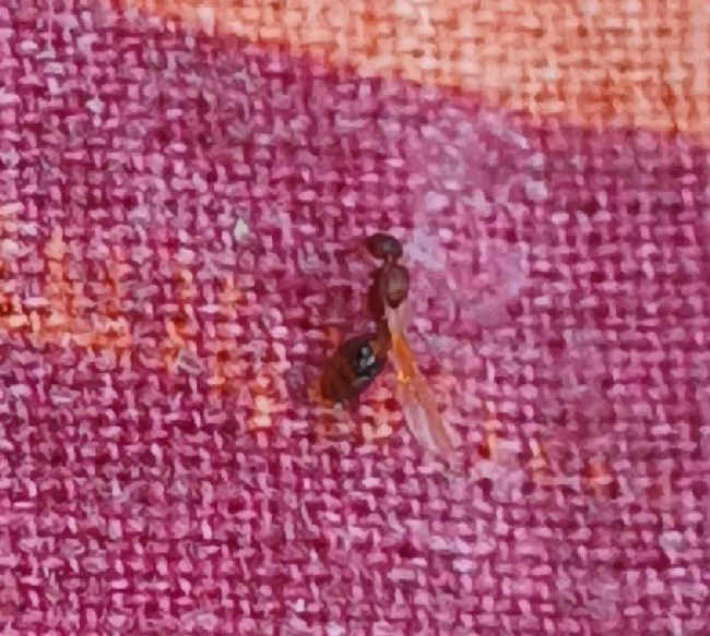 Flight image for Temnothorax nylanderi on 8 Aug 2025