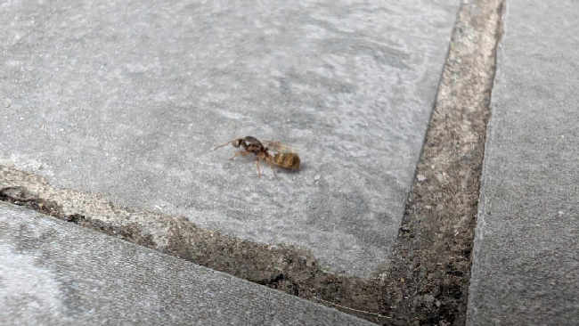 Flight image for Lasius flavus on 8 Aug 2025