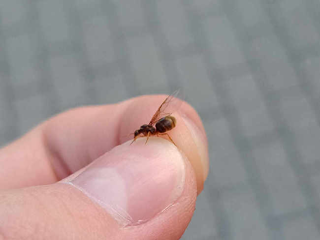 Flight image for Cautolasius on 12 Aug 2025