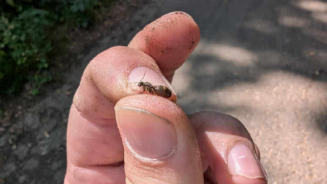 Flight image for Lasius niger group on 9 Aug 2025
