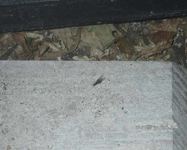 Flight image for Lasius fuliginosus on 21 Jun 2025