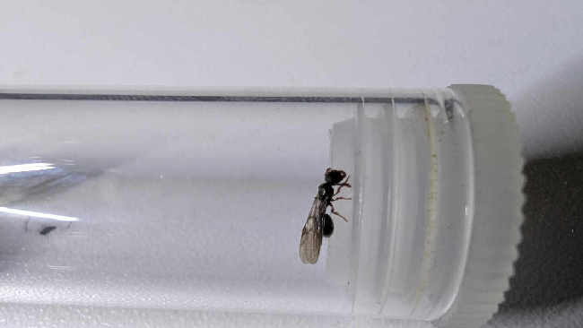 Flight image for Myrmecina graminicola on 7 Aug 2025