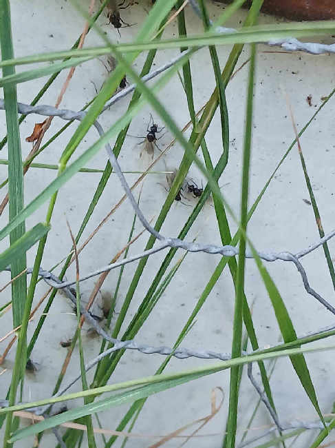 Flight image for Lasius niger group on 10 Jul 2025