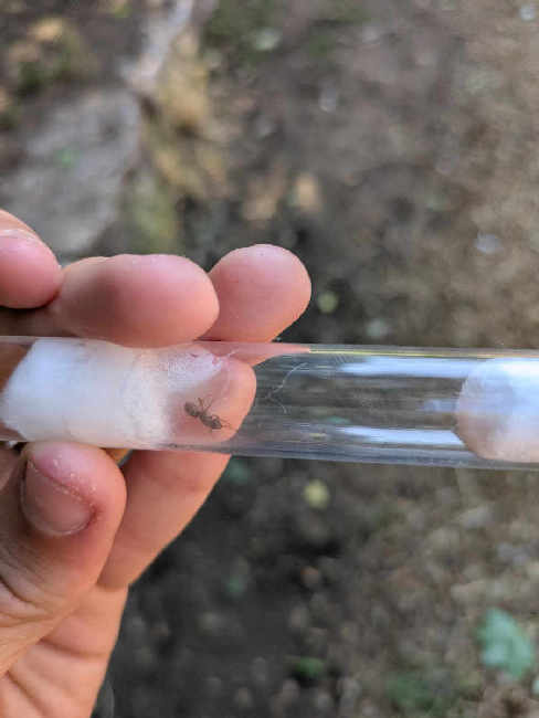 Flight image for Lasius umbratus group on 2 Jul 2025