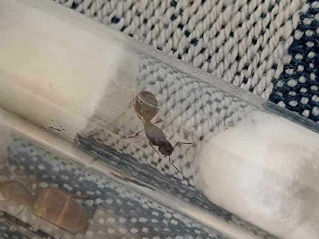 Flight image for Tetramorium caespitum group on 17 Aug 2025