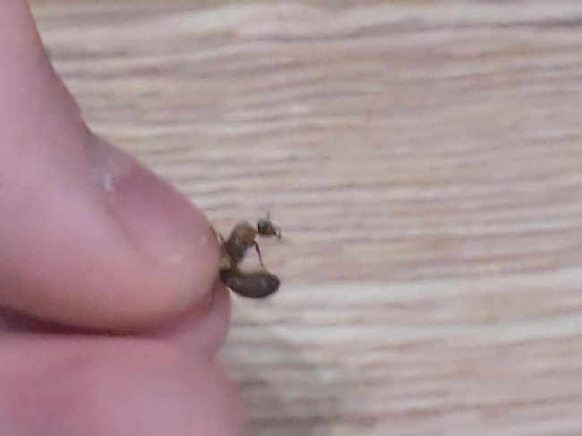 Flight image for Lasius emarginatus on 21 Jun 2025