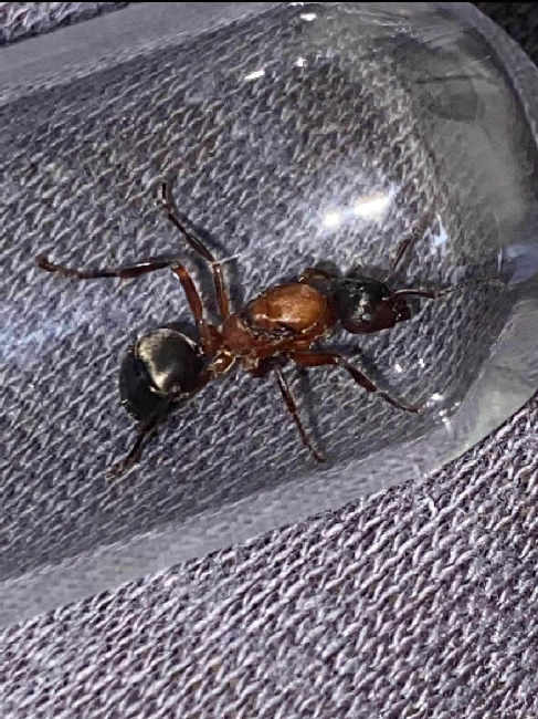 Flight image for Formica sanguinea on 12 Jul 2025