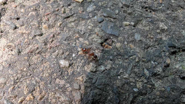 Flight image for Myrmica sp. on 9 Aug 2025