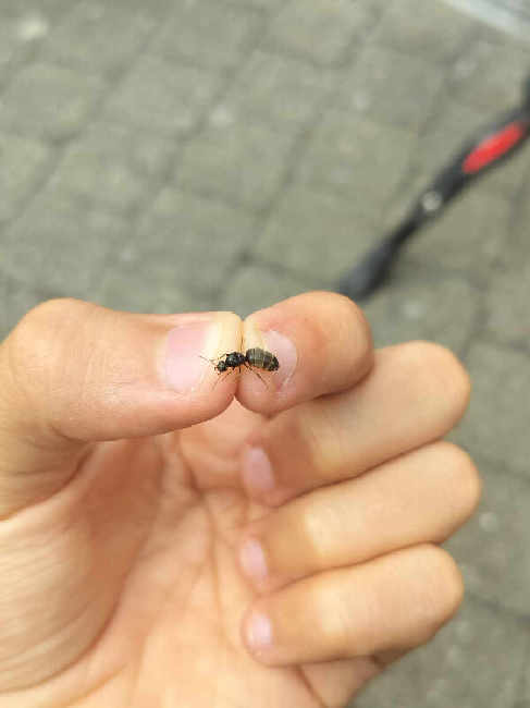 Flight image for lasius niger on 18 Jul 2025