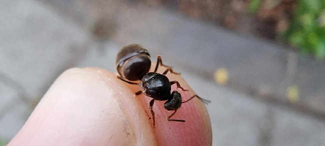 Flight image for Lasius niger on 7 Aug 2025