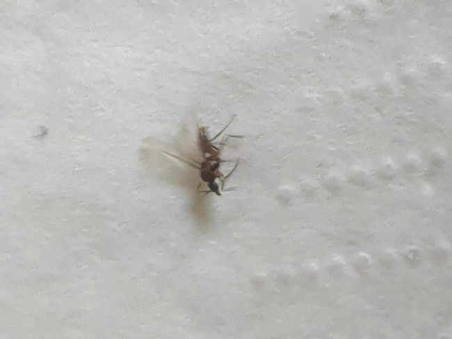 Flight image for Lasius sp. on 25 Aug 2025