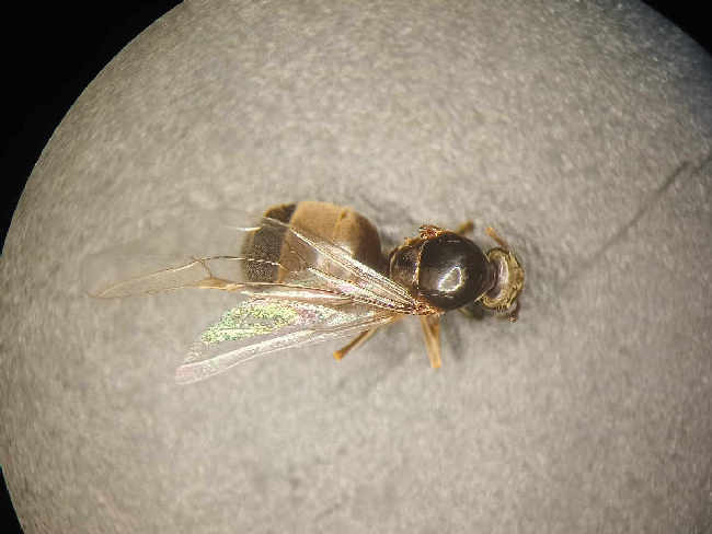 Flight image for Lasius niger on 7 Aug 2025