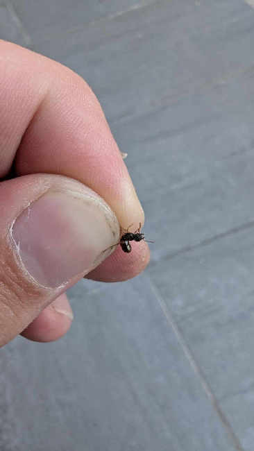 Flight image for Tetramorium sp. on 12 Aug 2025