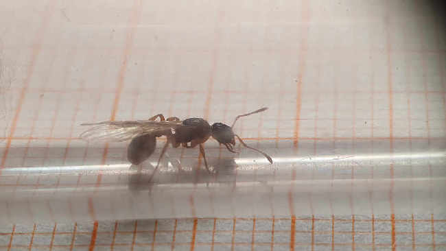 Flight image for Myrmica rubra group on 4 Aug 2025