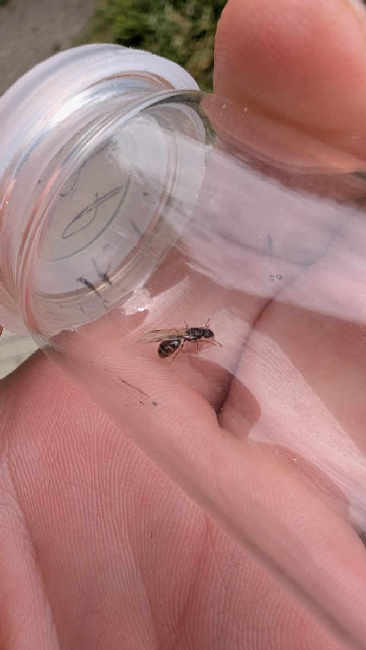 Flight image for Tetramorium sp. on 26 Jul 2025