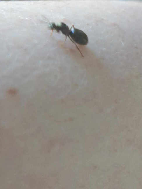 Flight image for Formica fusca group on 12 Jul 2025