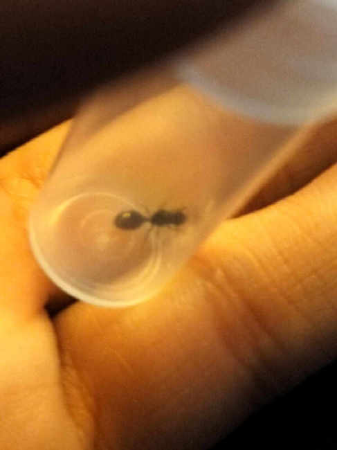 Flight image for Tetramorium sp. on 18 Jul 2025