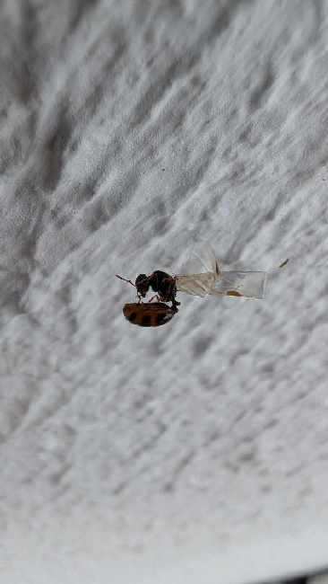 Flight image for Solenopsis fugax on 13 Aug 2025