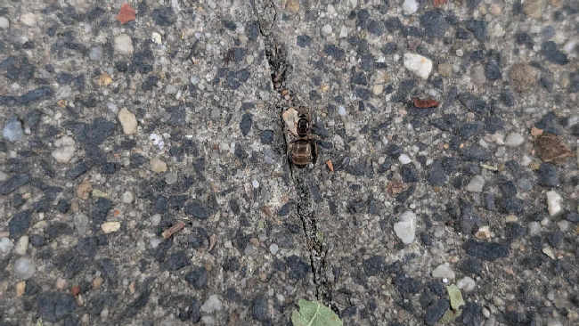 Flight image for Lasius niger group on 26 Aug 2025