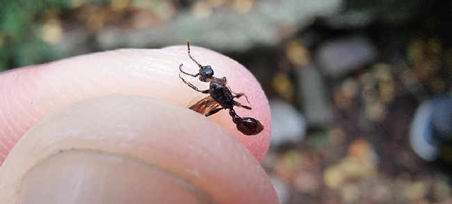 Flight image for Myrmica sp. on 1 Sept 2025