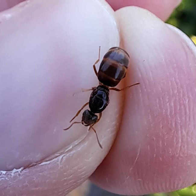 Flight image for Lasius flavus on 18 Jul 2025