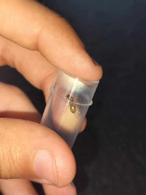 Flight image for Lasius umbratus group on 17 Jul 2025