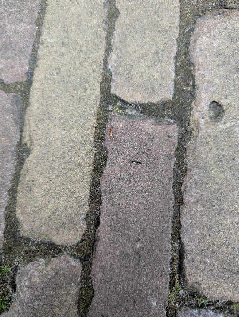 Flight image for Lasius fuliginosus on 14 Jul 2025