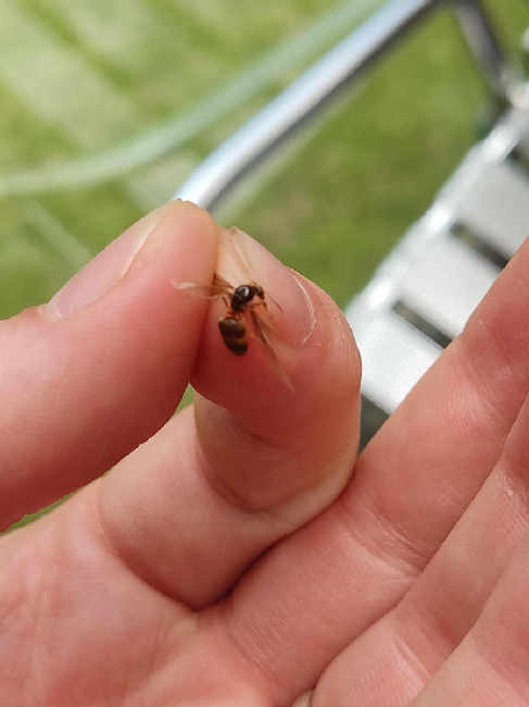 Flight image for Lasius flavus on 5 Aug 2025