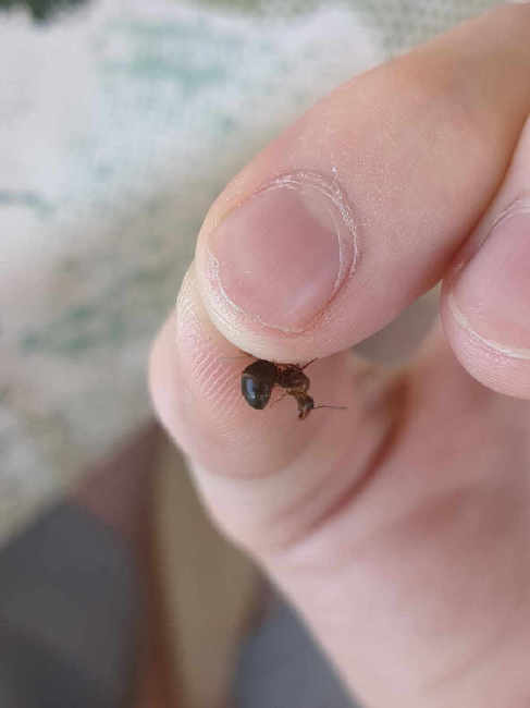 Flight image for Lasius emarginatus on 21 Jun 2025