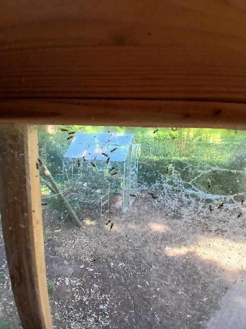 Flight image for Lasius niger group on 3 Jul 2025