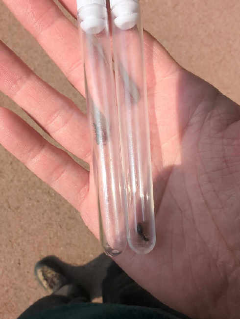 Flight image for Formica fusca group on 2 Jul 2025