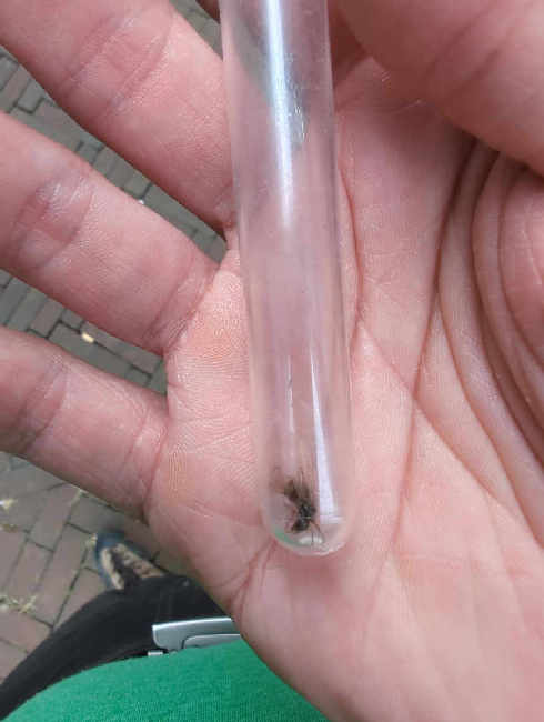 Flight image for Lasius niger group on 14 Jul 2025