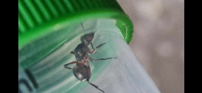 Flight image for Formica rufa group on 3 May 2025