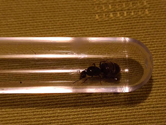 Flight image for Lasius niger group on 25 Aug 2025