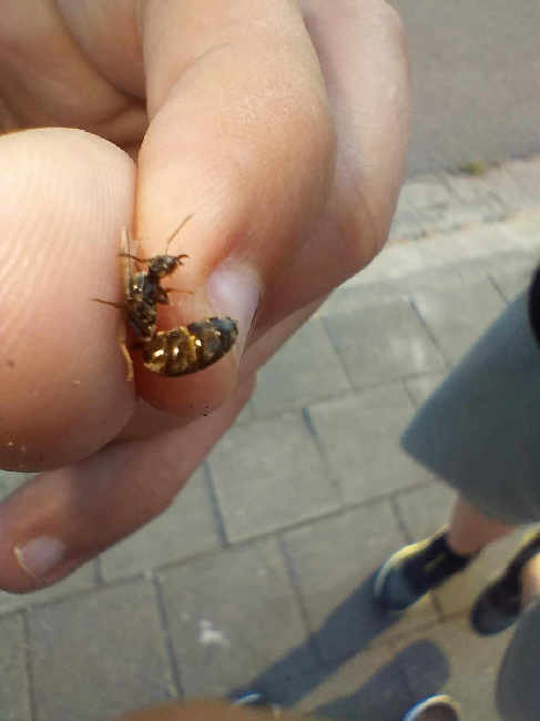 Flight image for Lasius niger on 19 Jun 2025