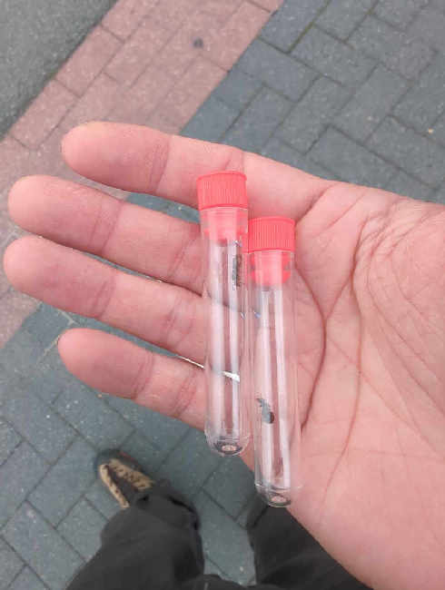 Flight image for Lasius niger group on 26 Jul 2025