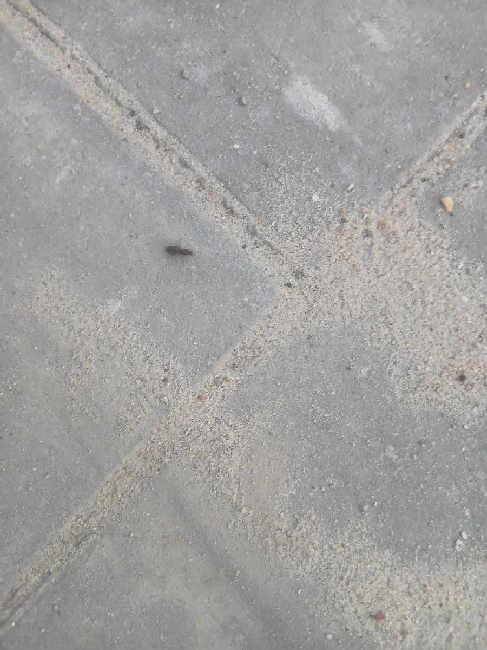 Flight image for Lasius niger group on 21 Jun 2025