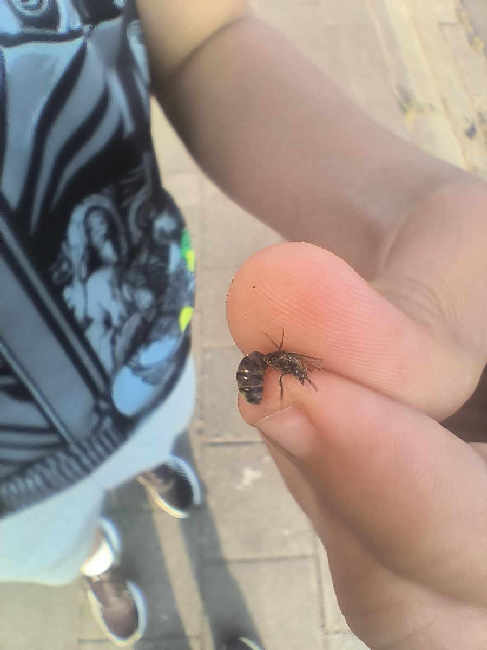 Flight image for Lasius niger group on 19 Jun 2025