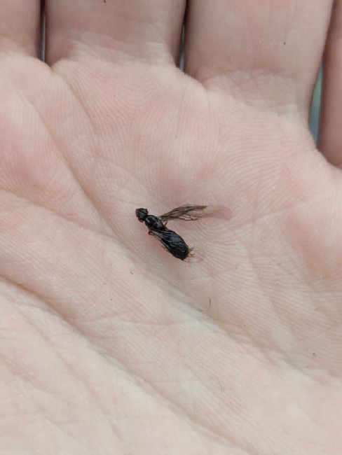 Flight image for Lasius brunneus on 31 May 2025