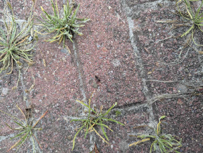 Flight image for Lasius niger group on 26 Jul 2025