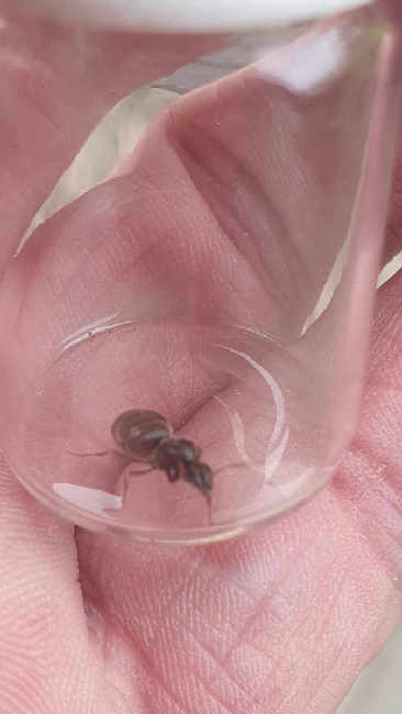 Flight image for Lasius niger group on 18 Jul 2025